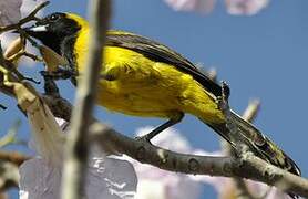 Yellow-backed Oriole