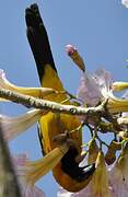 Yellow-backed Oriole