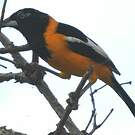 Oriole troupiale
