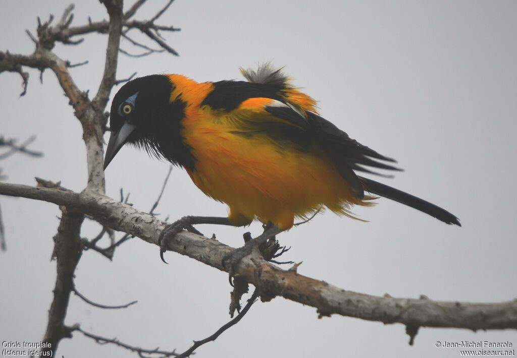 Venezuelan Troupial