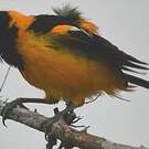 Oriole troupiale