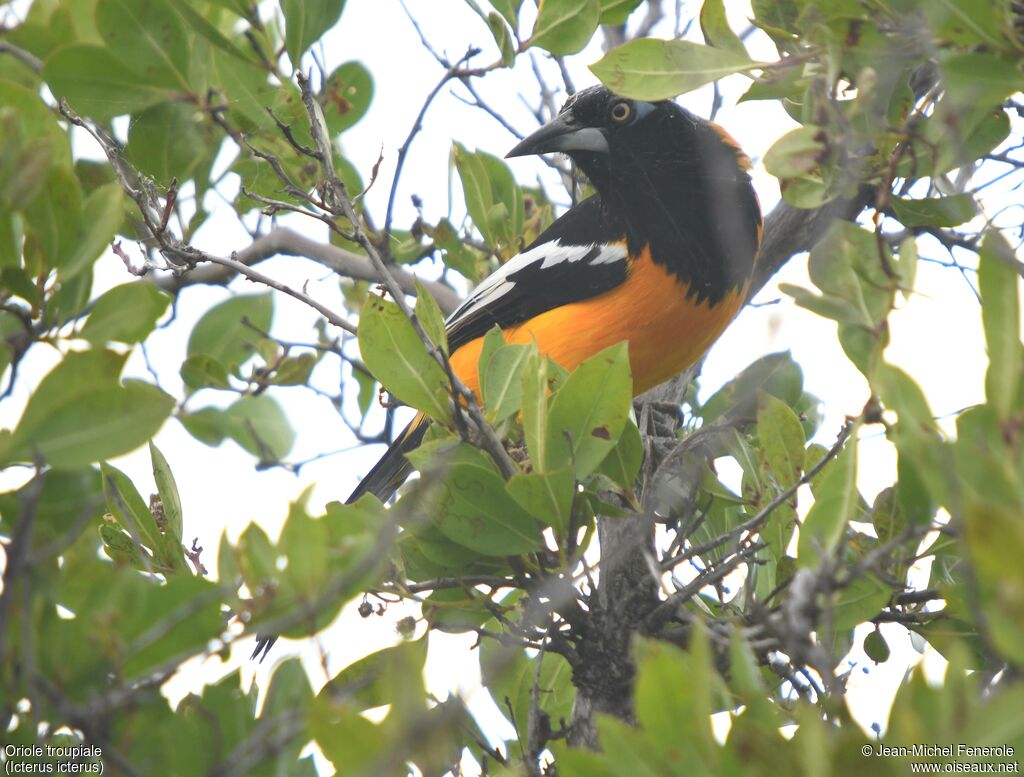 Venezuelan Troupial