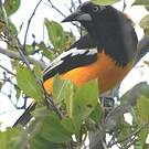 Oriole troupiale