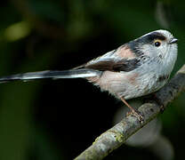 Long-tailed Tit