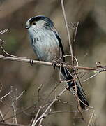 Long-tailed Tit