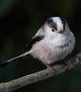 Long-tailed Tit