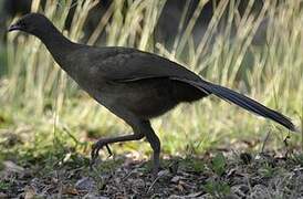 Plain Chachalaca