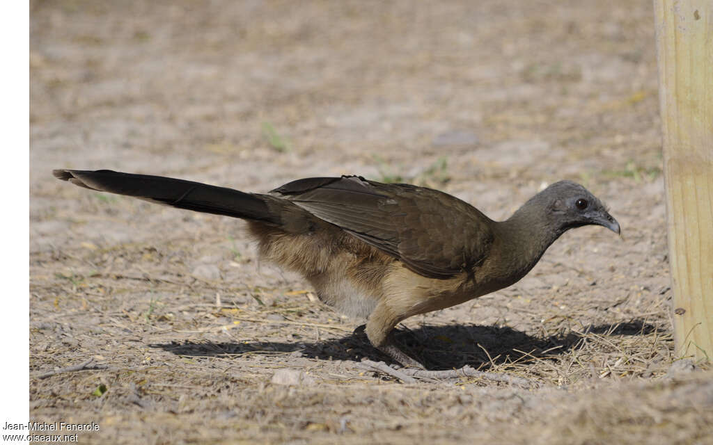 Plain Chachalaca