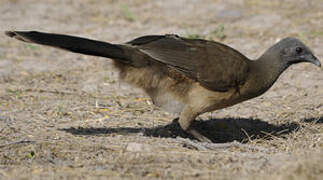 Plain Chachalaca