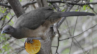 Plain Chachalaca