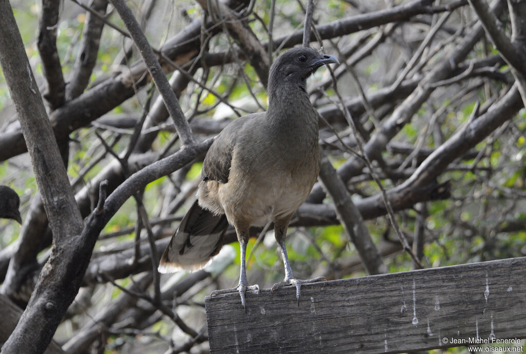 Ortalide chacamel