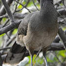 Ortalide chacamel