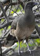 Plain Chachalaca