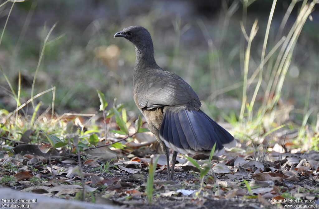 Plain Chachalaca