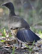 Plain Chachalaca