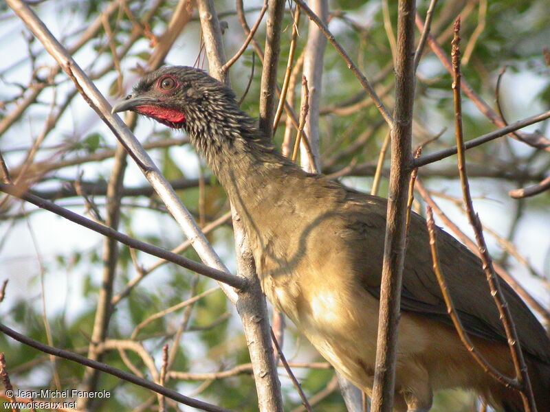 West Mexican Chachalaca