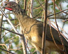 West Mexican Chachalaca