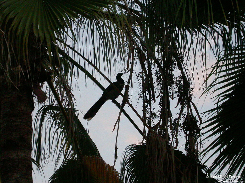 West Mexican Chachalaca