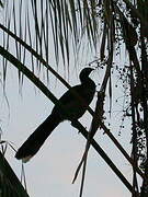 West Mexican Chachalaca