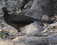 Chaco Chachalaca