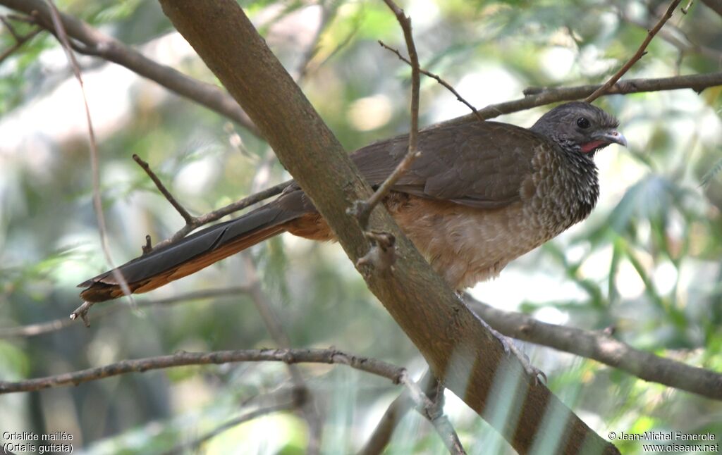 Speckled Chachalaca