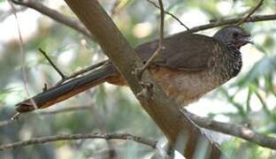 Speckled Chachalaca