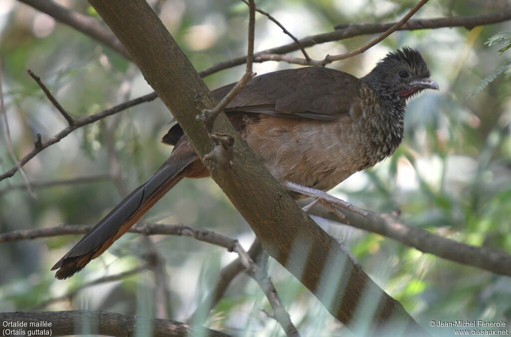 Speckled Chachalaca