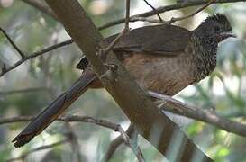 Speckled Chachalaca