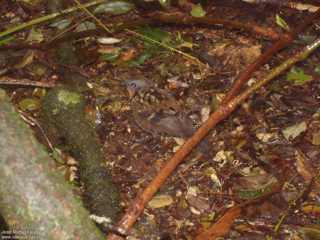 Australian Logrunner