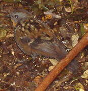 Australian Logrunner