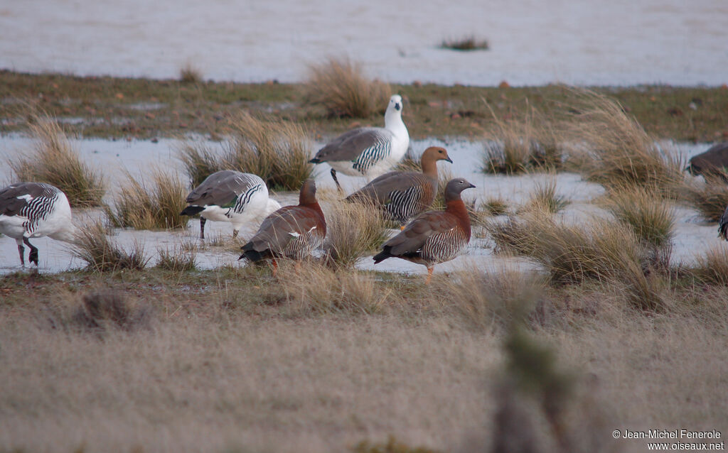 Ashy-headed Goose 