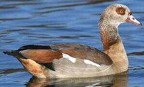 Egyptian Goose