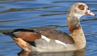 Egyptian Goose