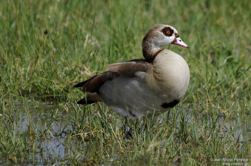 Egyptian Goose