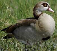 Egyptian Goose