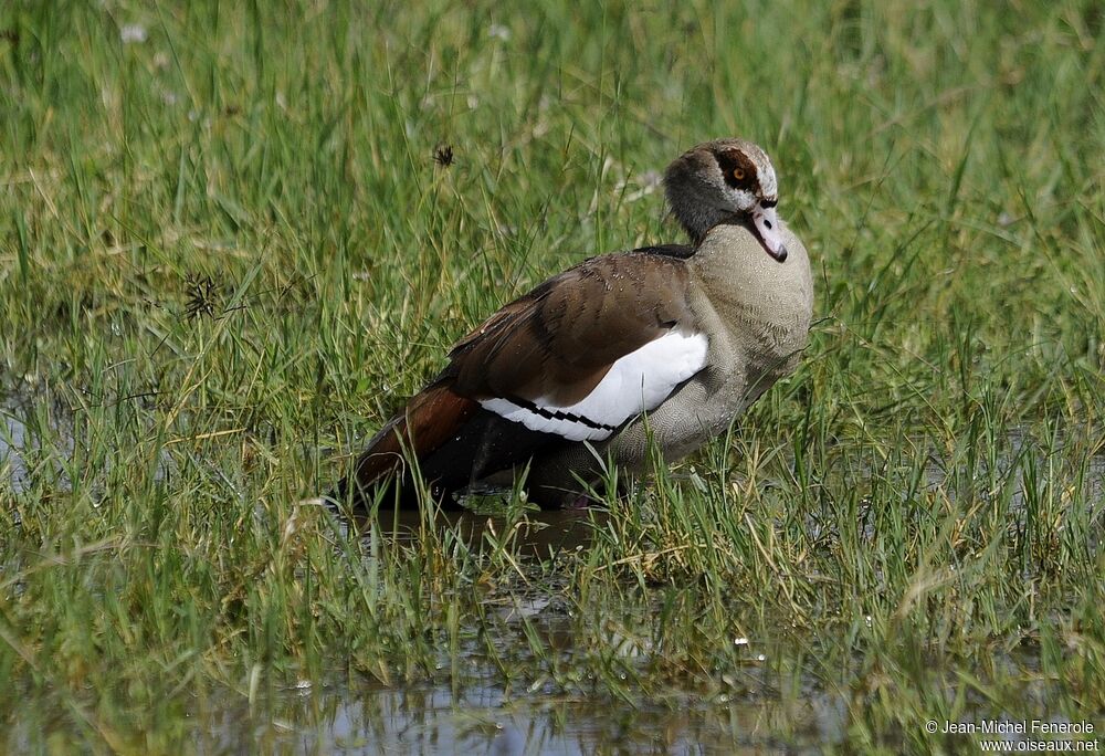 Egyptian Goose