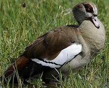 Egyptian Goose