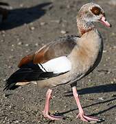 Egyptian Goose