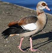 Egyptian Goose