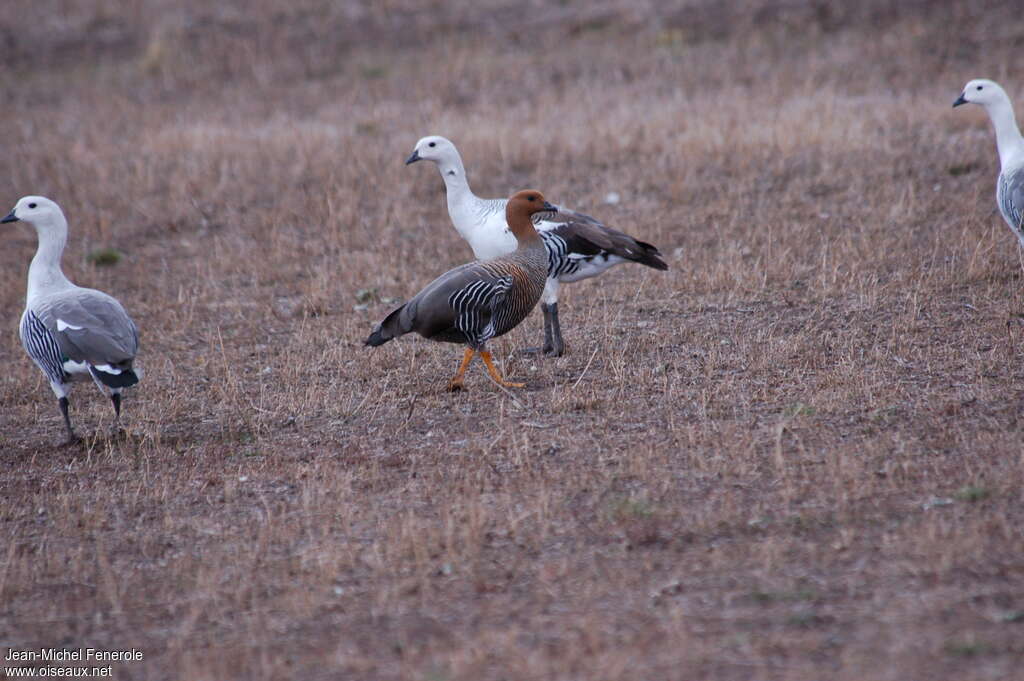 Upland Gooseadult