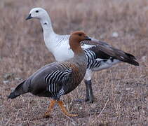 Upland Goose