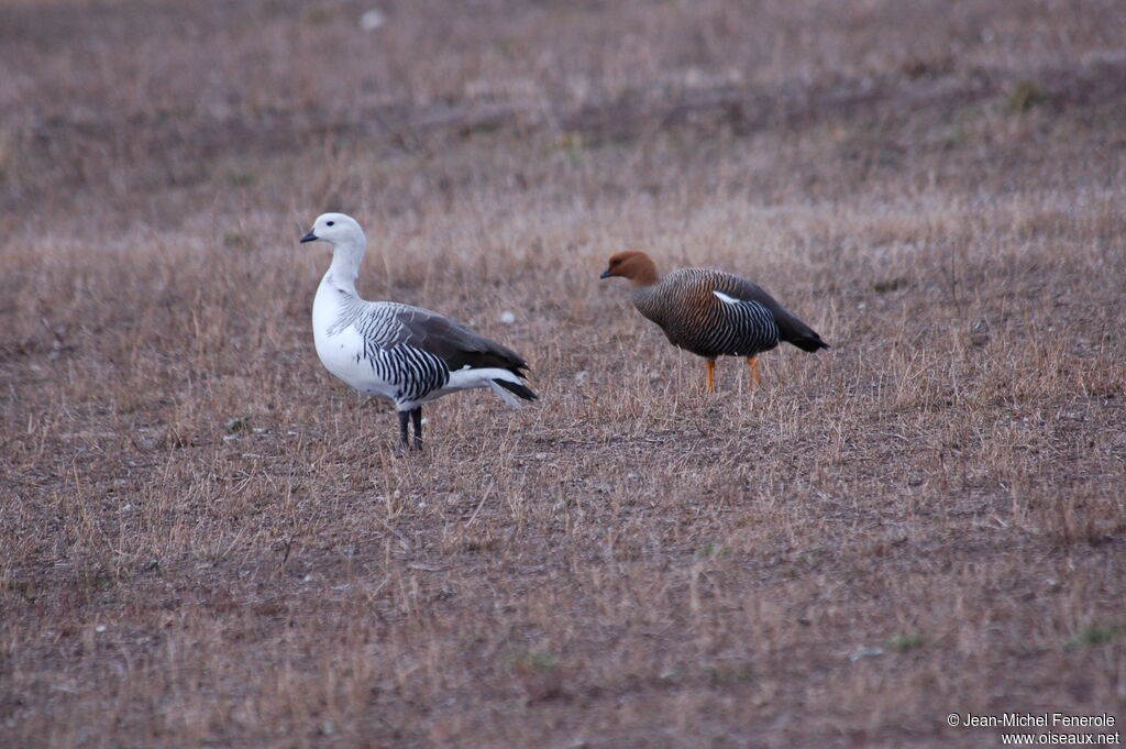 Upland Goose 