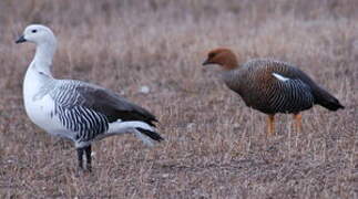 Upland Goose