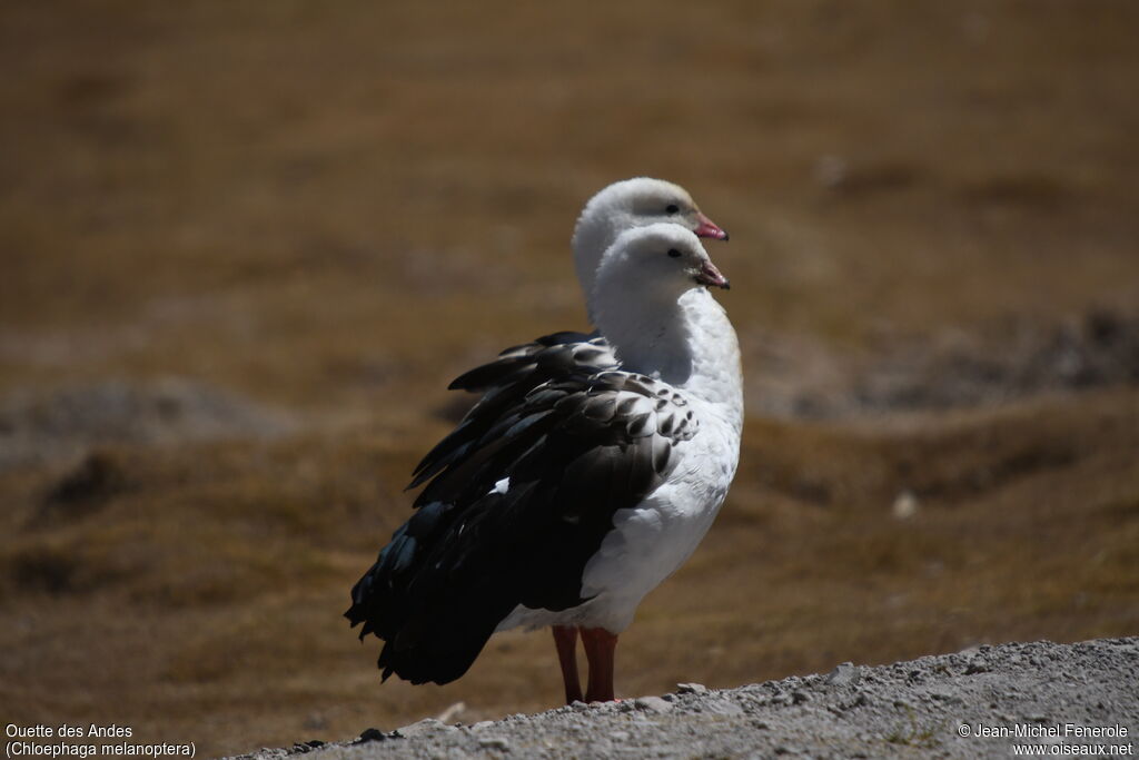 Andean Goose