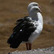 Andean Goose