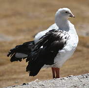 Andean Goose