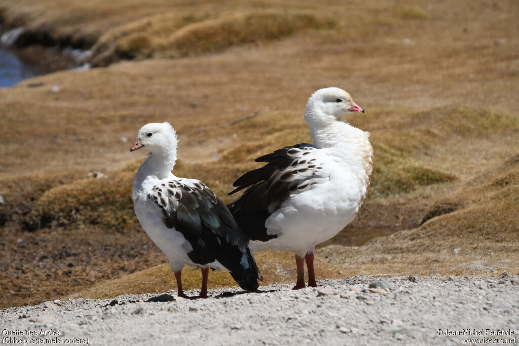 Andean Goose