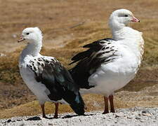 Andean Goose