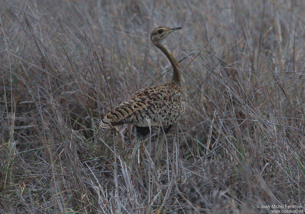 Black-bellied Bustard, identification