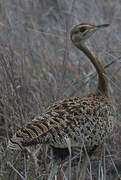 Black-bellied Bustard